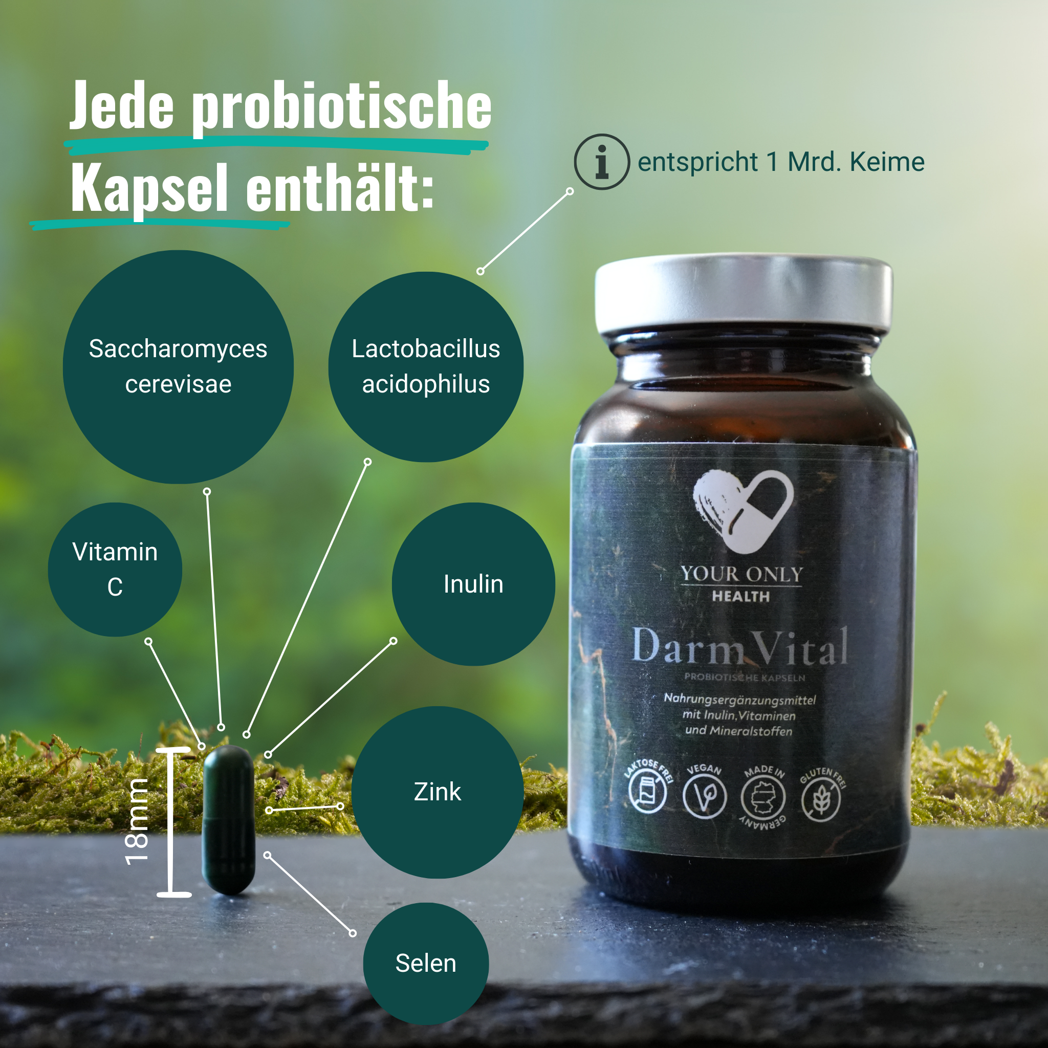 DarmVital mit Inulin, Vitaminen und Mineralstoffen - 60 vegane probiotische Kapseln