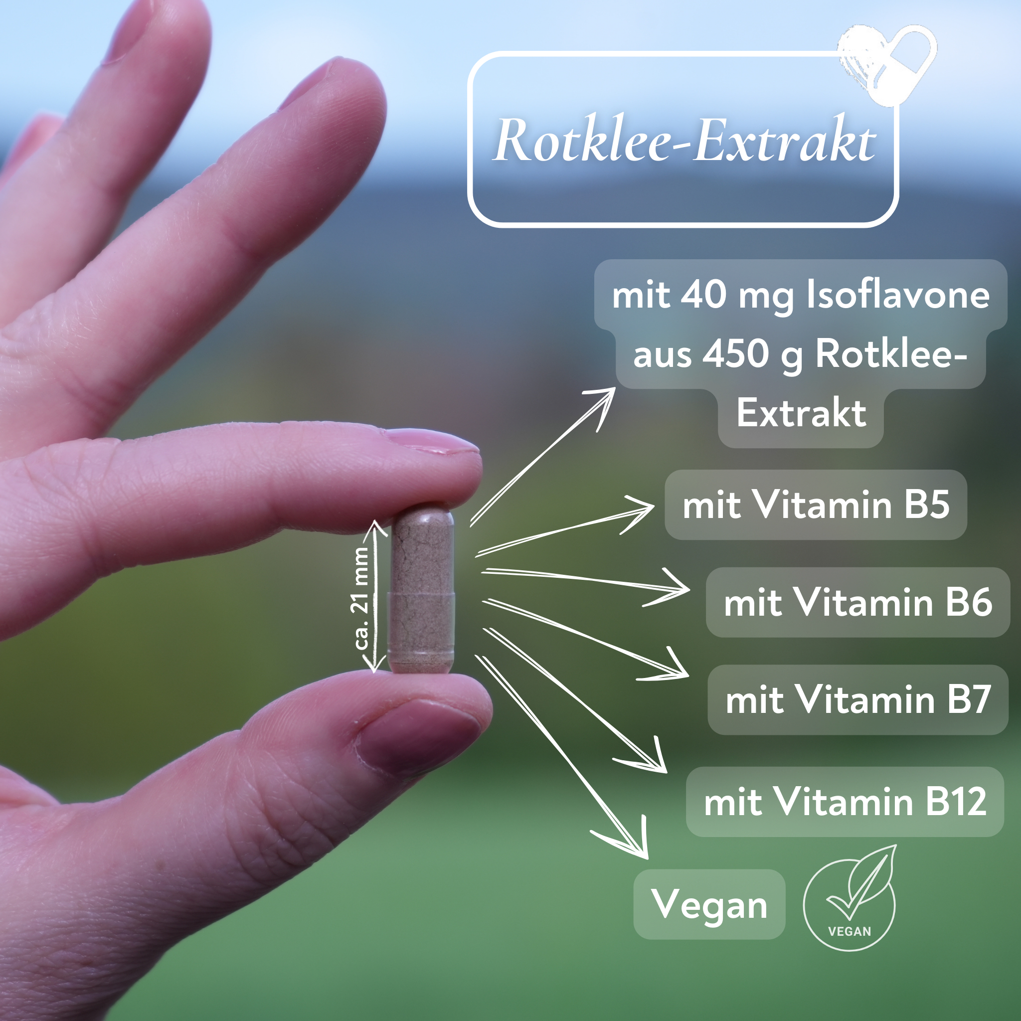Rotklee-Extrakt mit wichtigen B-Vitaminen - 90 Kapseln